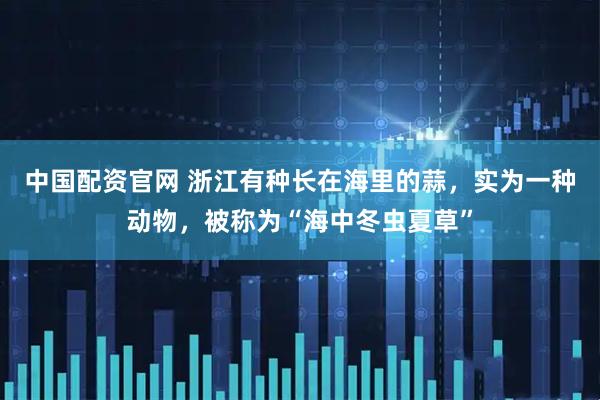 中国配资官网 浙江有种长在海里的蒜，实为一种动物，被称为“海中冬虫夏草”